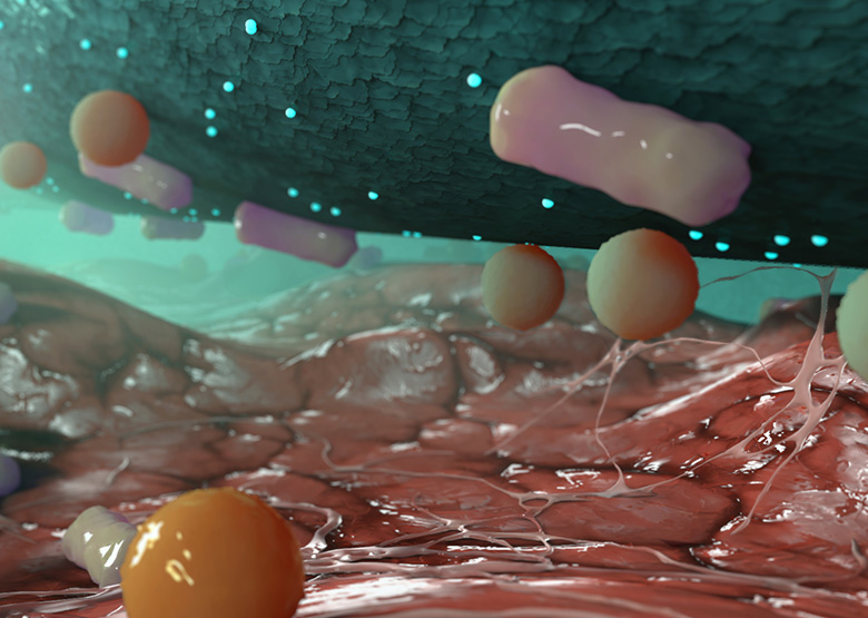 Imagen a nivel microscópico de cómo actúa Cutimed® Sorbact® Imagen a nivel microscópico de cómo actúa Cutimed® Sorbact®